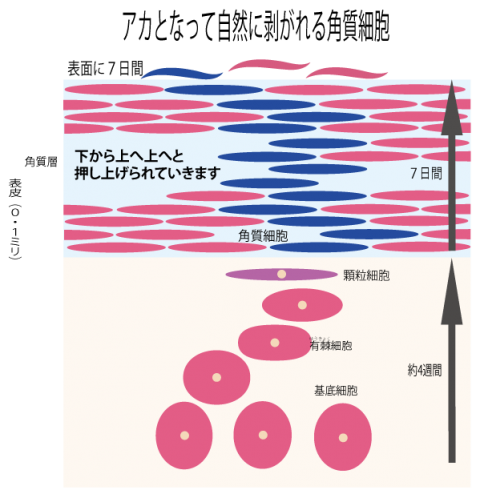 まだ間に合う 頬のニキビ跡を残さないための 5つの掟 ニキビケアは根本対策のこことみグループ Cocotomi